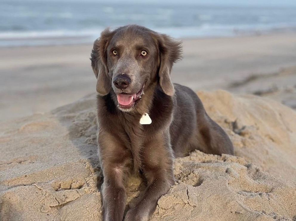 Brauner Hund im Sand des wundervollen Strandes in Sylt liegend.