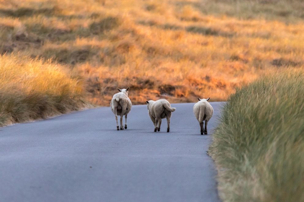 Schafe laufen über eine Straße in Sylt